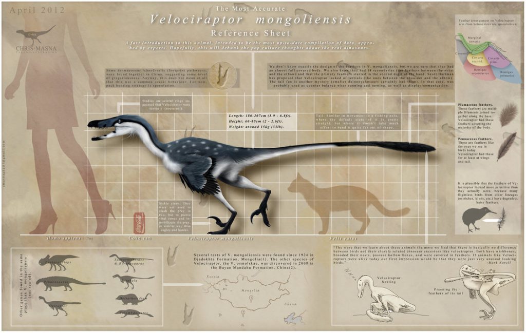 velociraptor_infographic